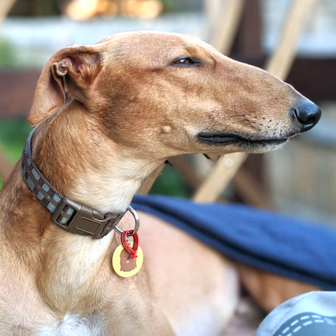 Chewie the 'Wookie' Greyhound