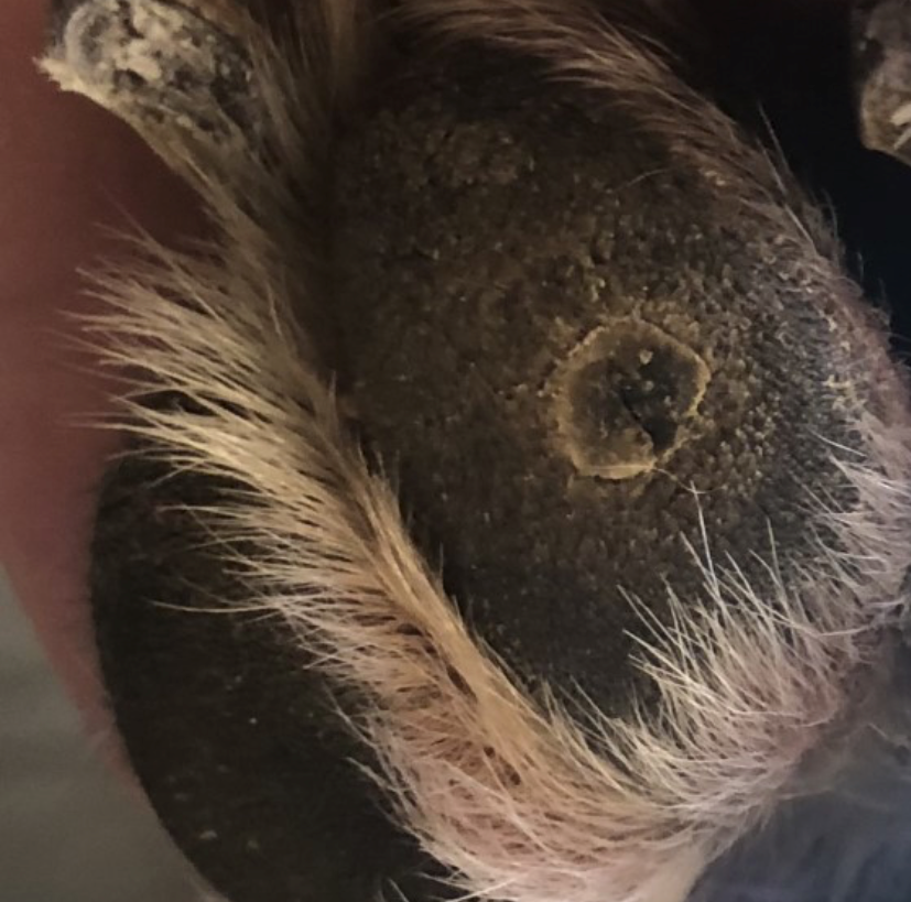 Corns – a painful part of life for Greyhounds.