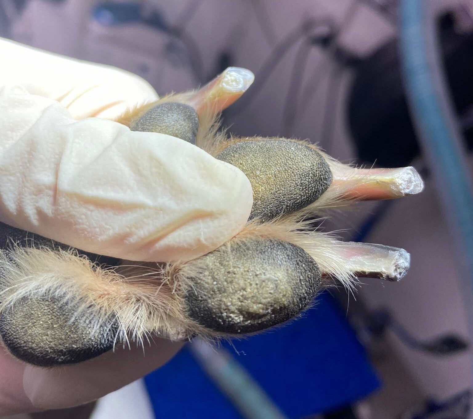 Corns – a painful part of life for Greyhounds.