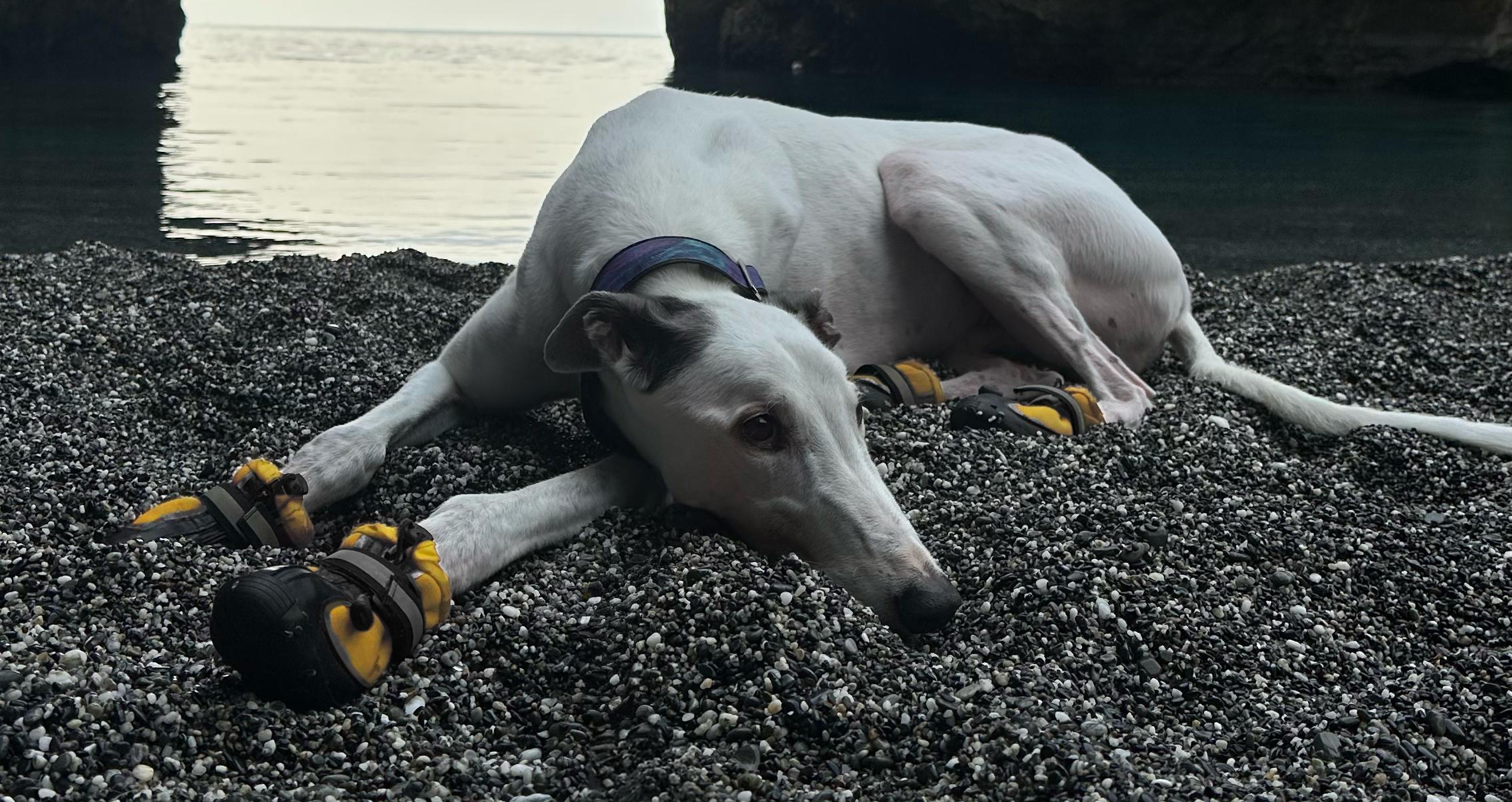 Shop All Winter Boots. Every size, every Sighthound breed.