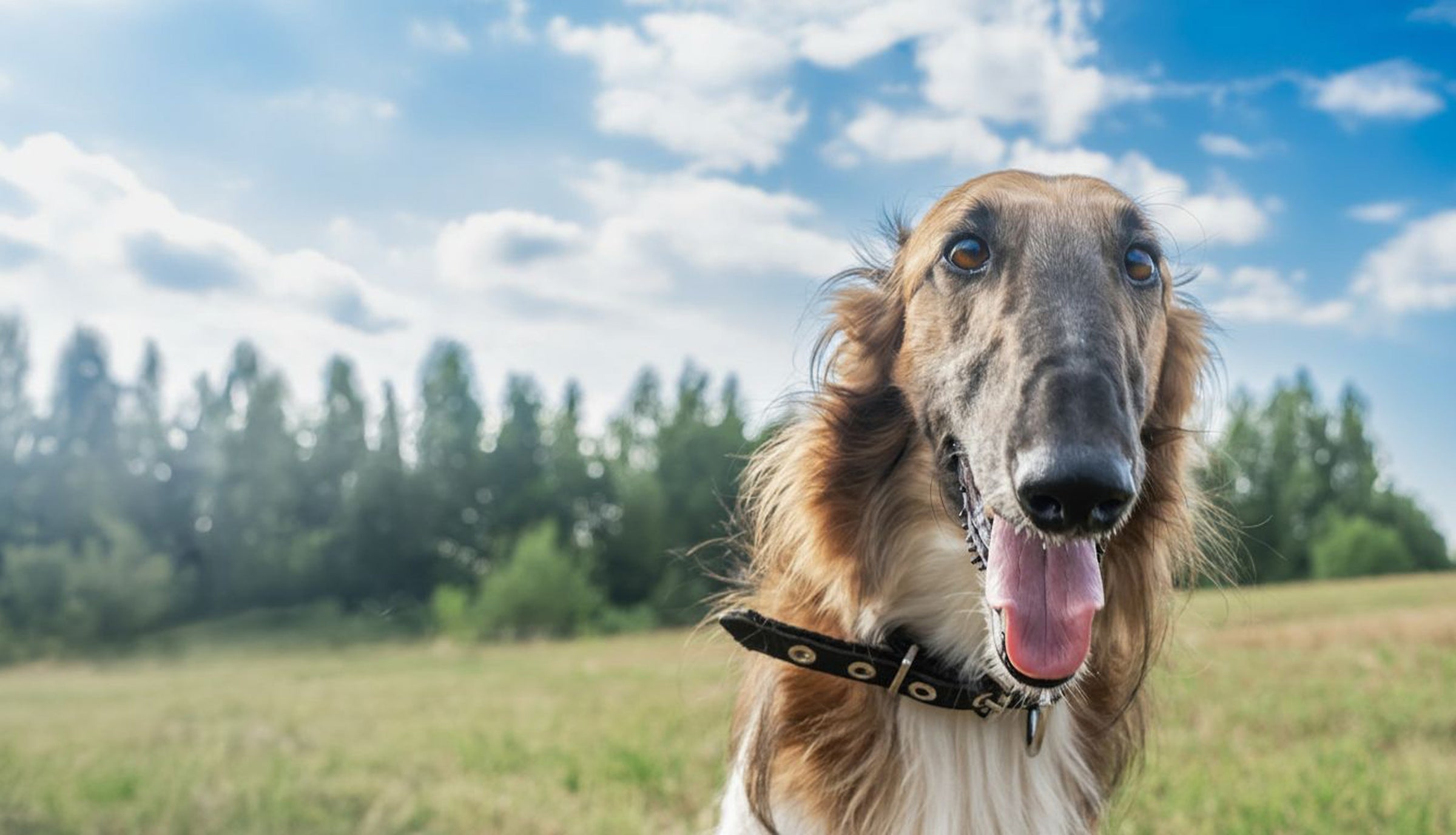 Shop All Our Big Sighthound Products