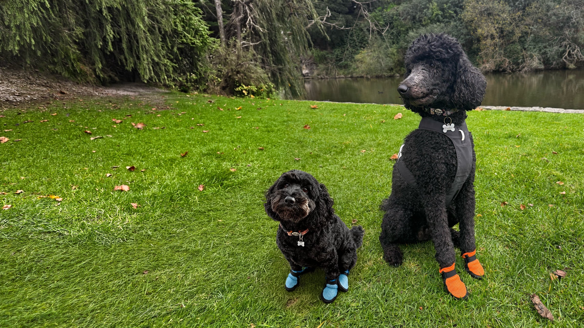 Hunnyboots Slippers for Poodles, Oodles and Doodles