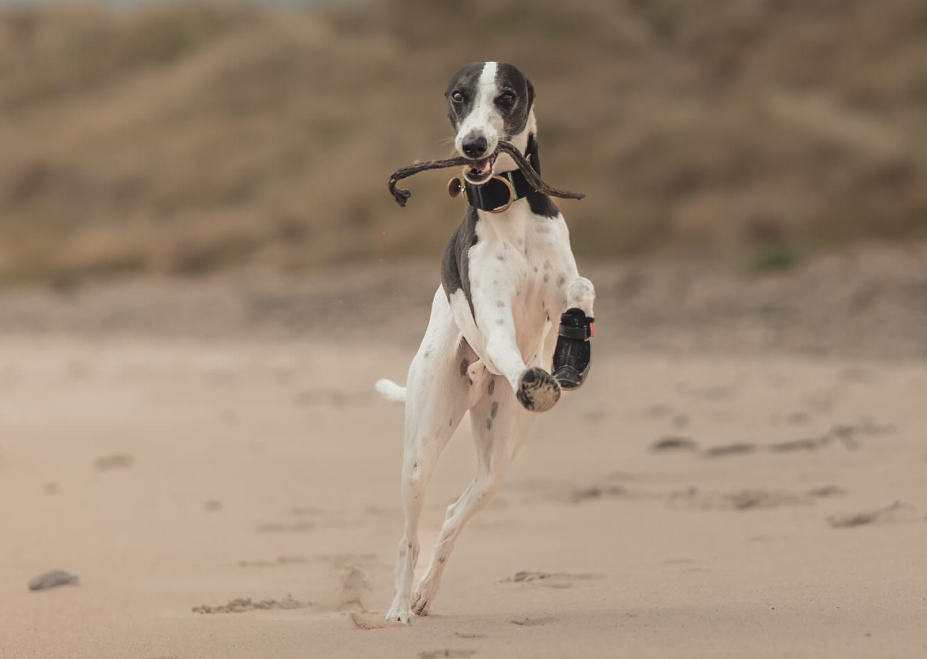 Shop All Summer Boots. Every size, every Sighthound breed.