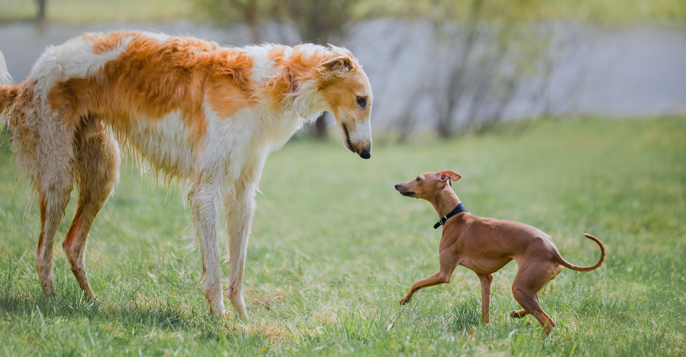 Shop All Our Little Sighthound Products