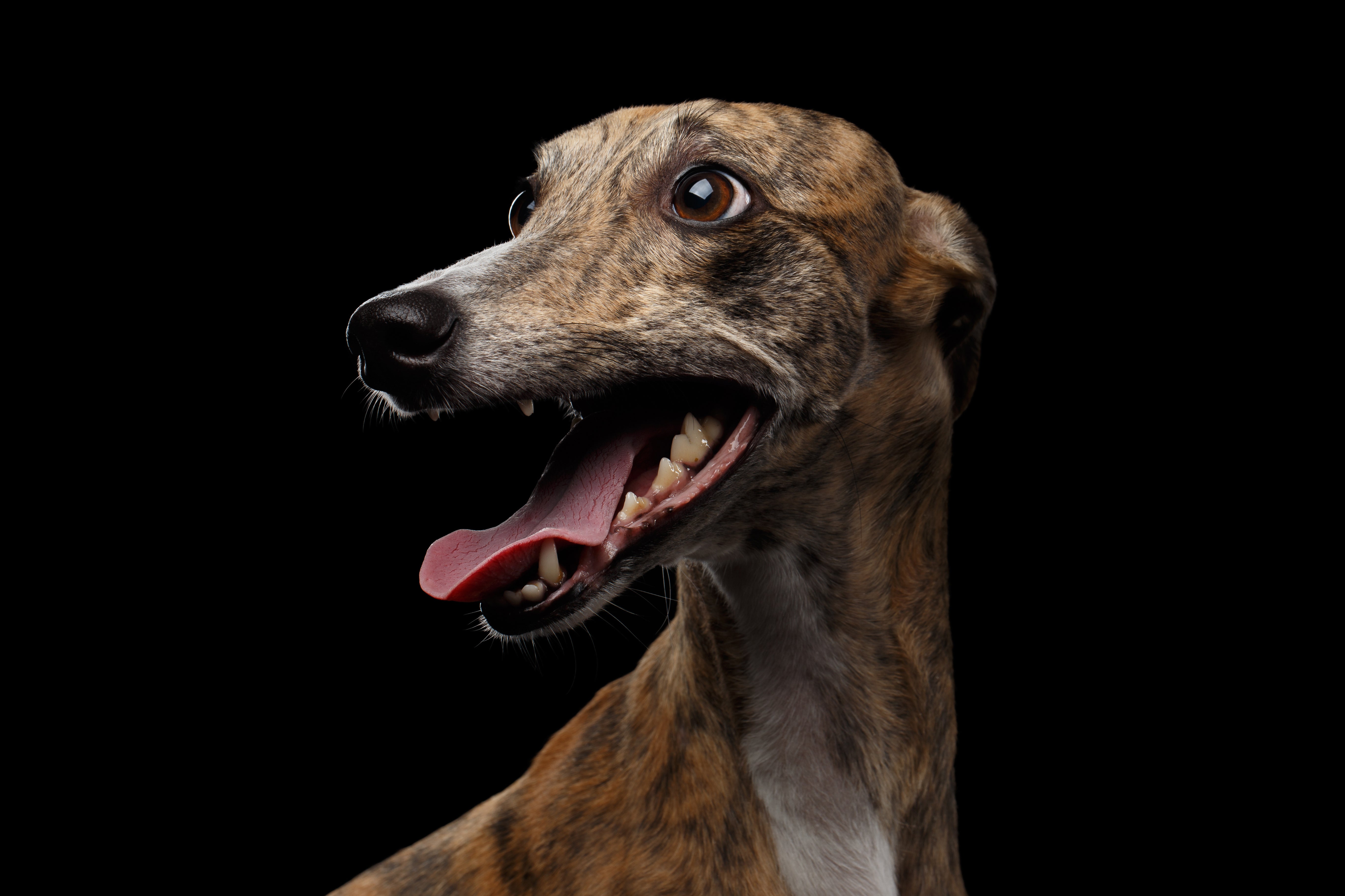 Greyhound protective top boots