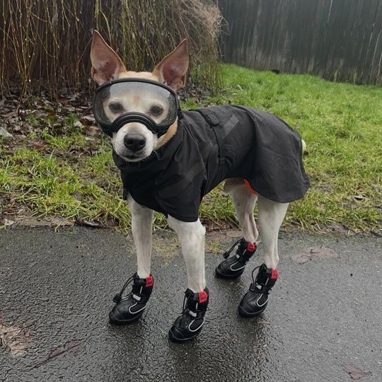 Hound wearing Splish-Splash Winter Boots in Blk!
