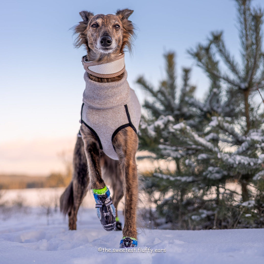 Hound wearing Splish-Splash Winter Boots in Blu!