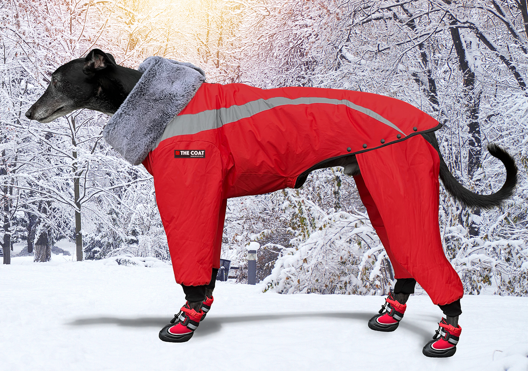 Greyhound protective shop boots