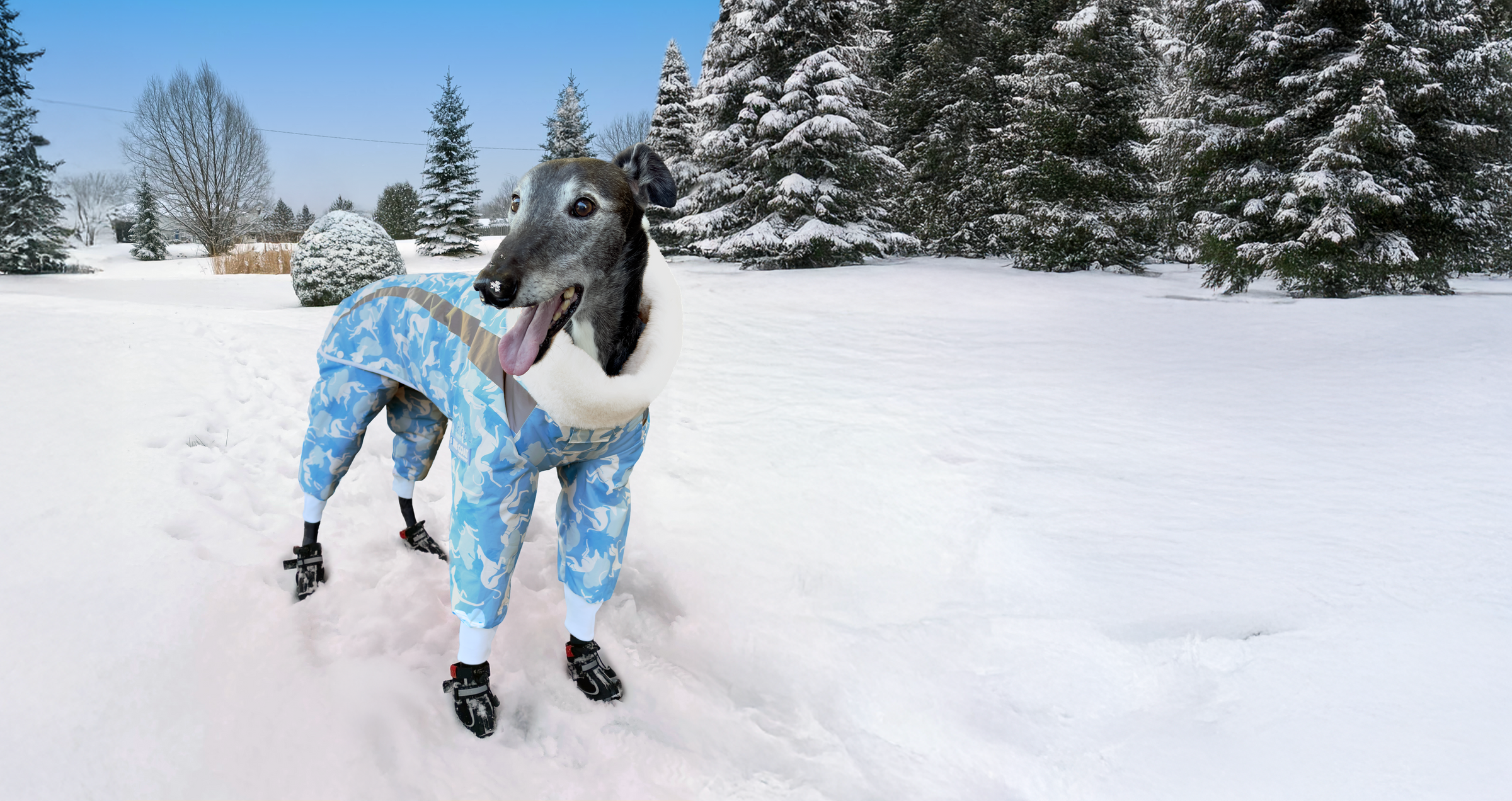 Dog wearing a blue snowsuit standing in a snowy landscape with trees.