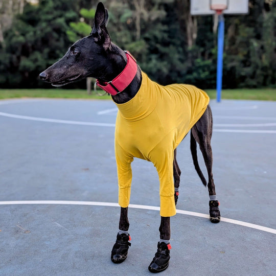 Hound wearing Big Black V4 Summer Boots