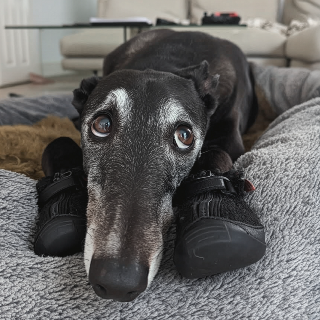Greyhound wearing Big Black V4 Summer Boots