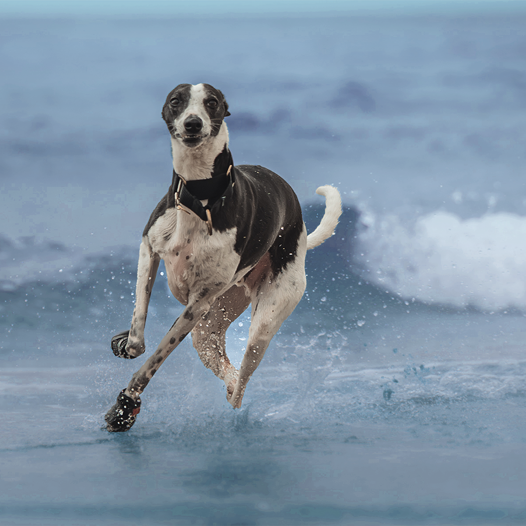 Whippet running in Big Black V4 Summer Boots