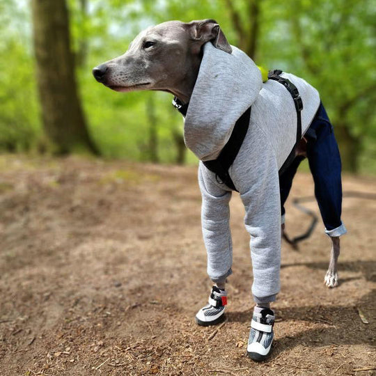 Hound wearing Street Chic V4 Summer Boots