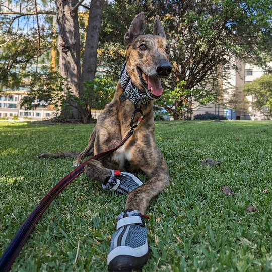 Hound wearing Street Chic V4 Summer Boots