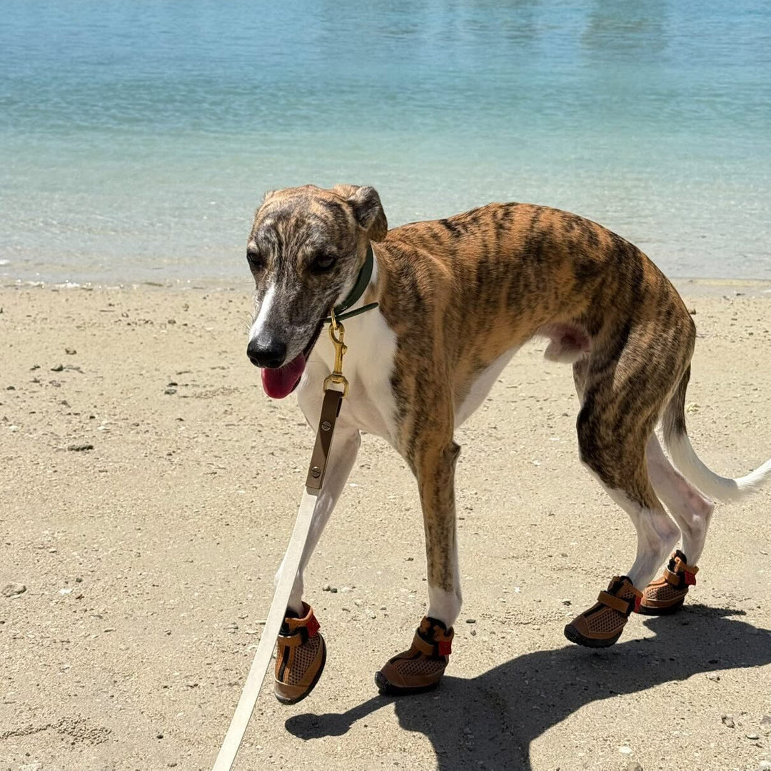 Hound wearing Passive Fawn V4 Summer Boots