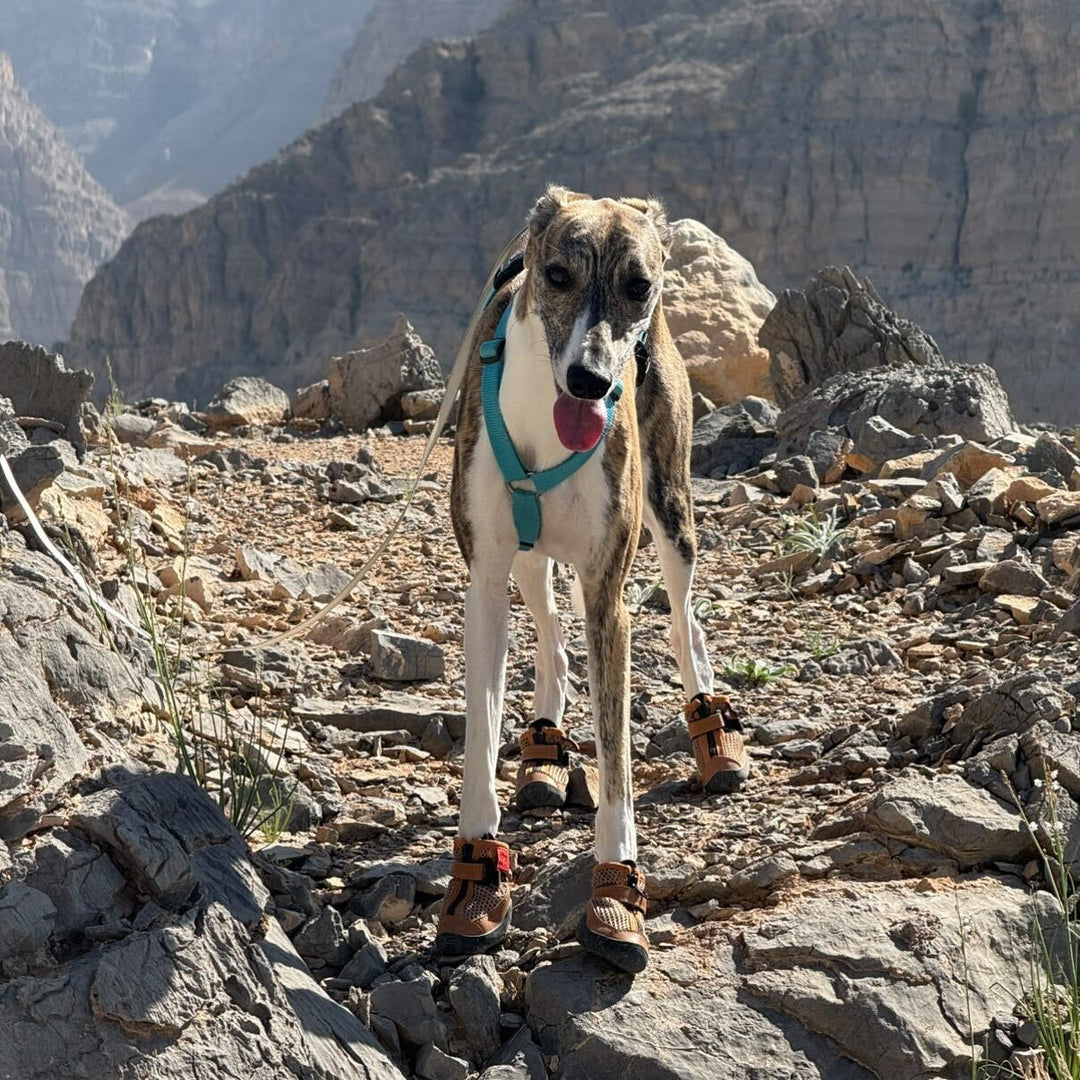 Hound wearing Passive Fawn V4 Summer Boots