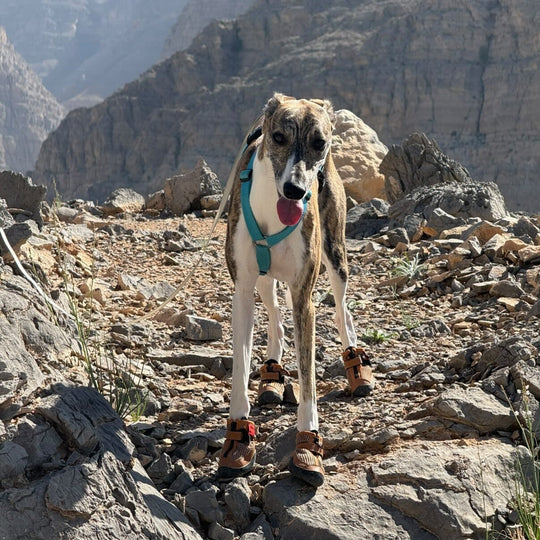 Hound wearing Passive Fawn V4 Summer Boots