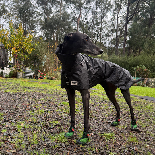 Hound wearing Grass Green V4 Summer Boots