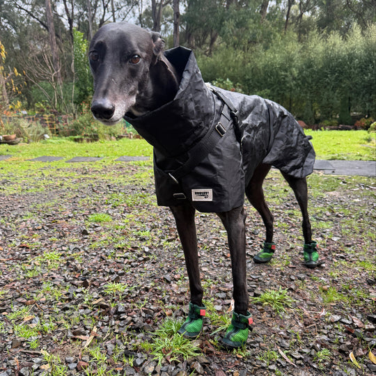 Hound wearing Grass Green V4 Summer Boots