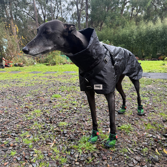 Hound wearing Grass Green V4 Summer Boots