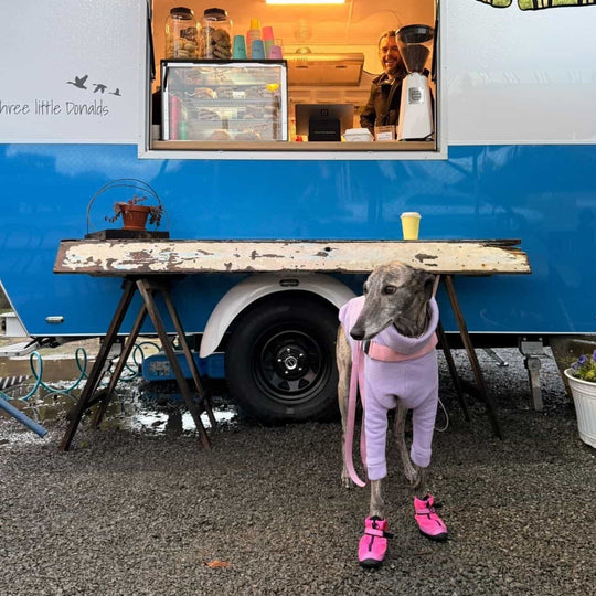 Hound wearing Hot Pink V4 Summer Boots