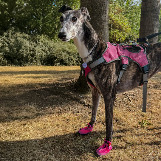 Hound wearing Hot Pink V4 Summer Boots