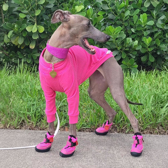Hound wearing Hot Pink V4 Summer Boots