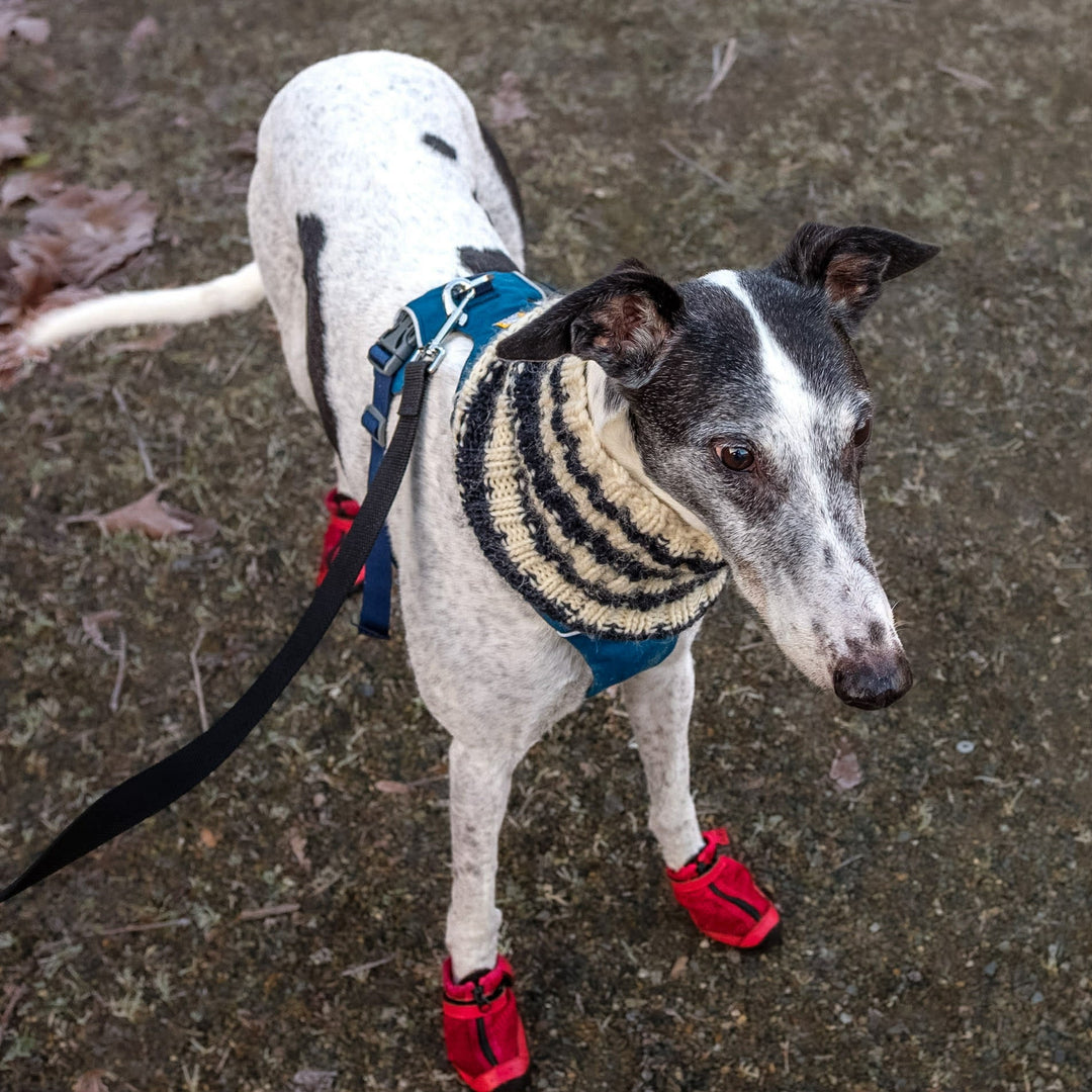 Hound wearing Big Red V4 Summer Boots