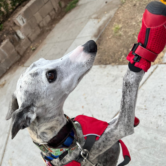 Hound wearing Big Red V4 Summer Boots