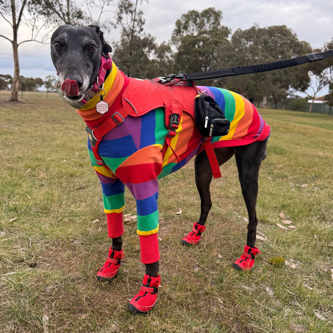 Hound wearing Big Red V4 Summer Boots