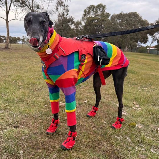 Hound wearing Big Red V4 Summer Boots