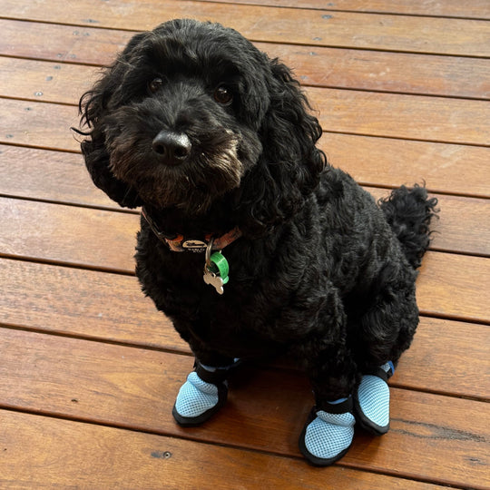 Hound wearing Slippers³