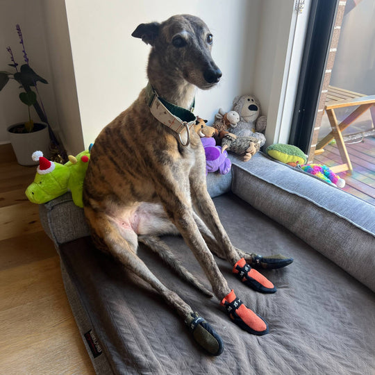 Hound wearing Slippers³