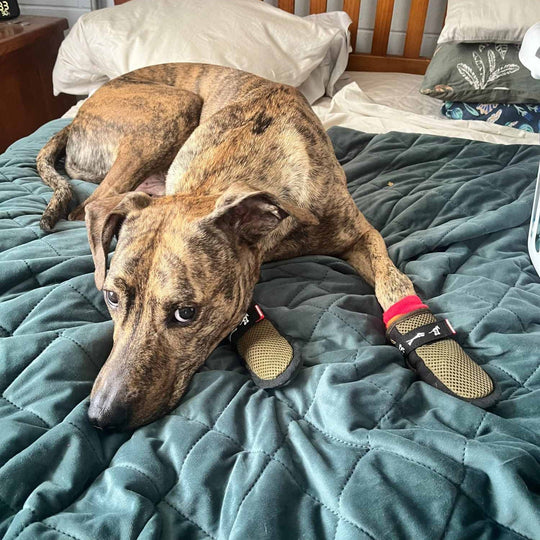 Hound wearing Slippers³