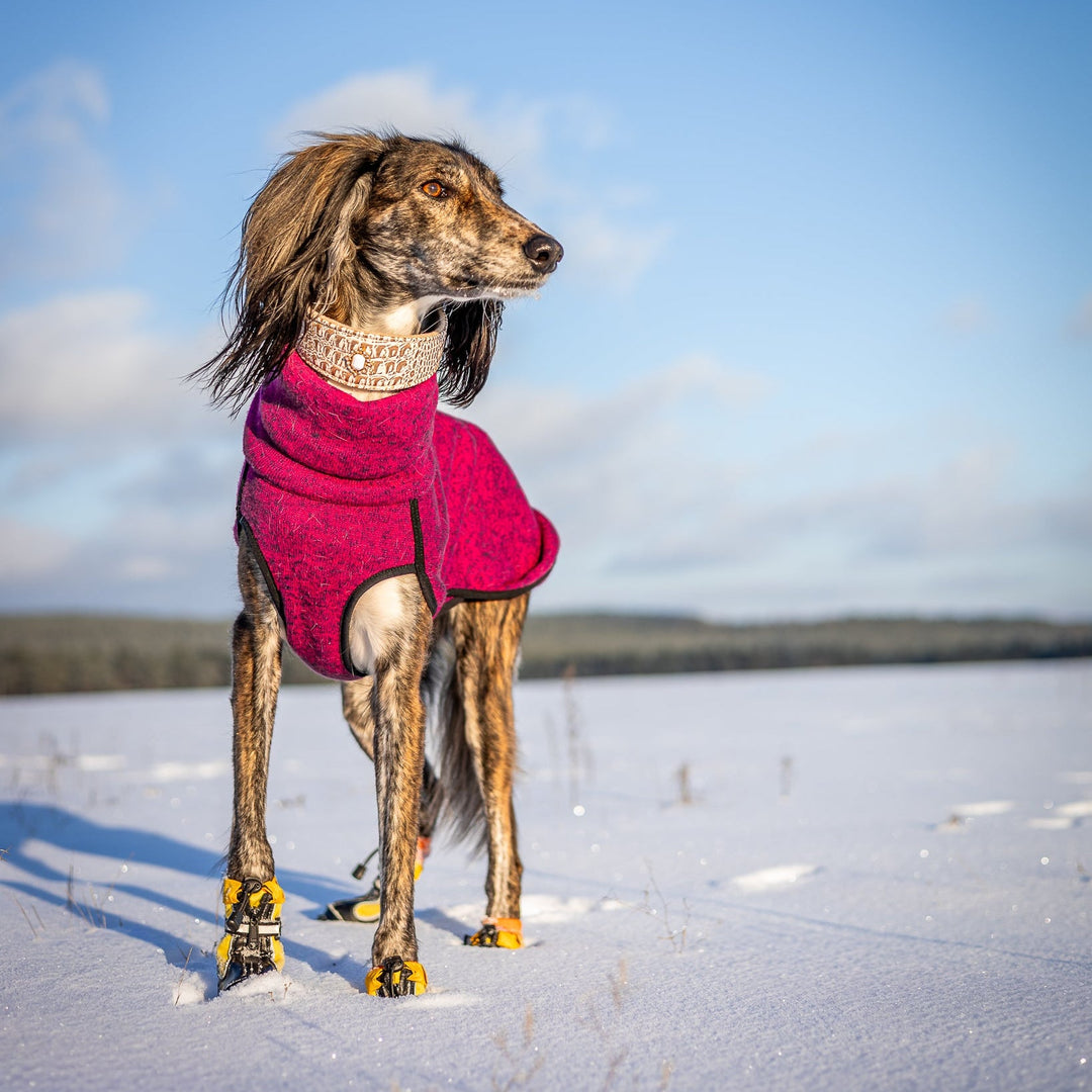 Hound wearing Splish-Splash Winter Boots in Ylo!
