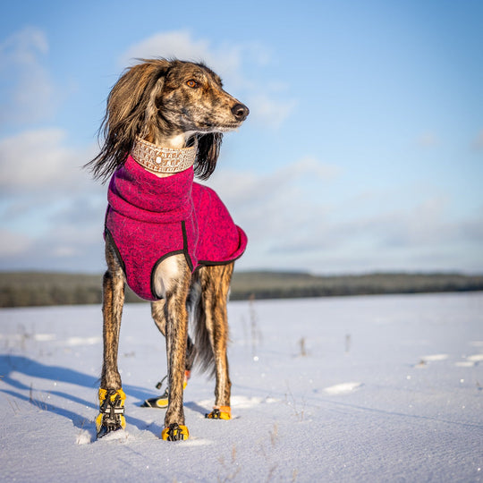 Hound wearing Splish-Splash Winter Boots in Ylo!