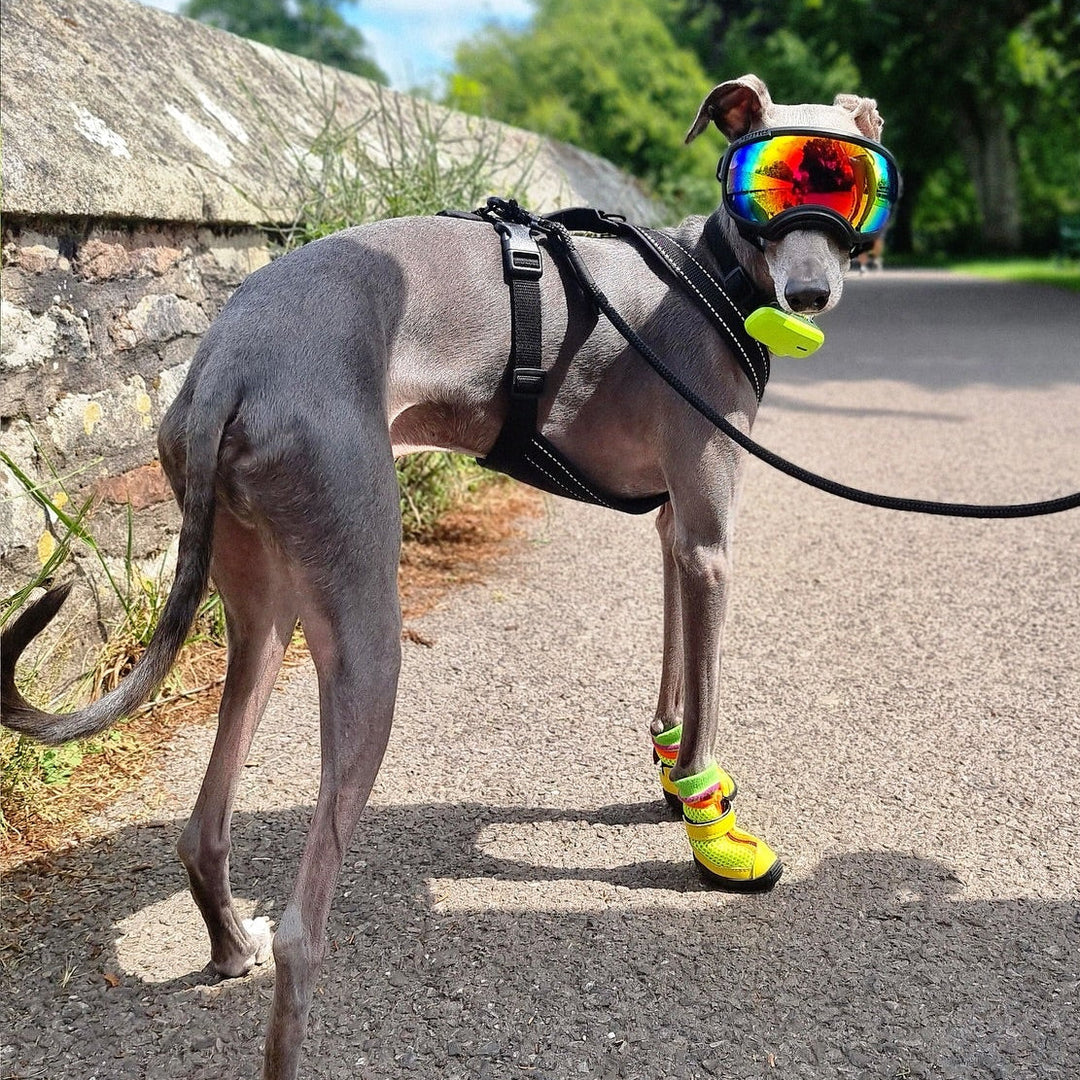 Hound wearing Zooomba V4 Summer Boots