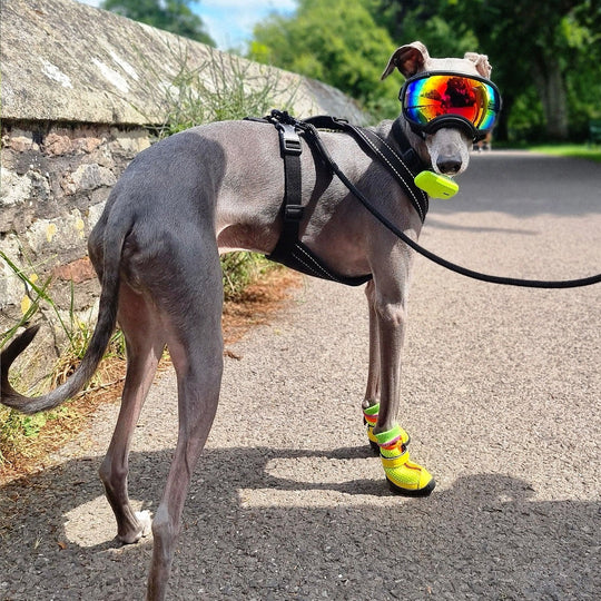 Hound wearing Zooomba V4 Summer Boots