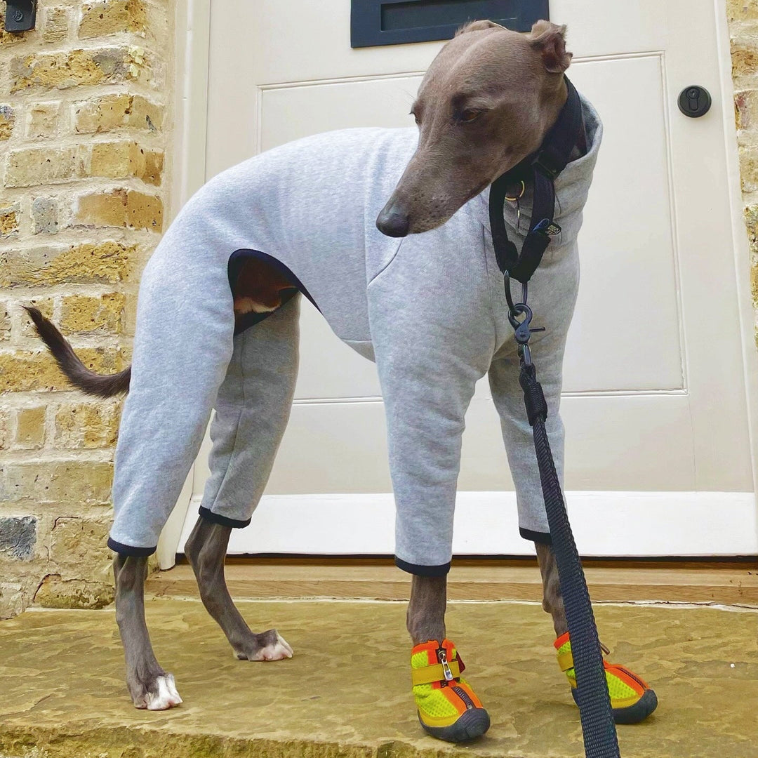 Hound wearing Zooomba V4 Summer Boots