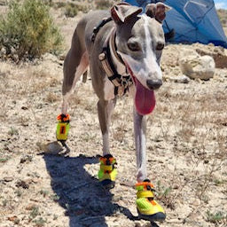 Hound wearing Zooomba V4 Summer Boots