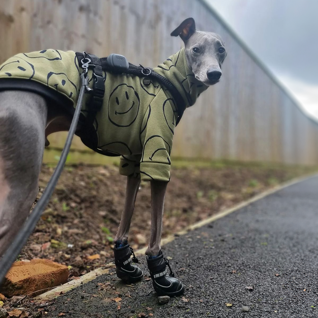 Red Splish-Splash! - Whippets and Iggies