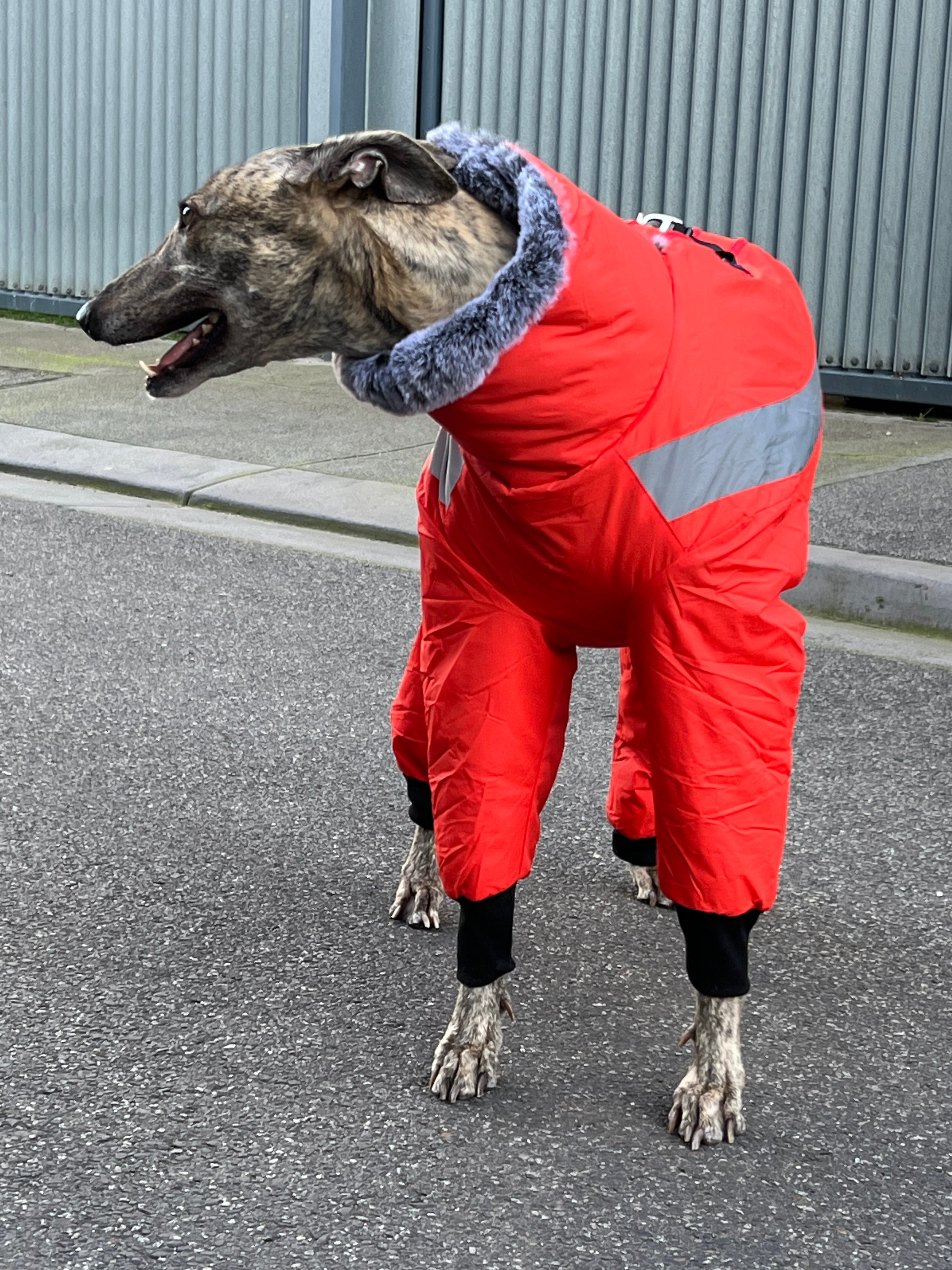 Greyhound summer coats best sale