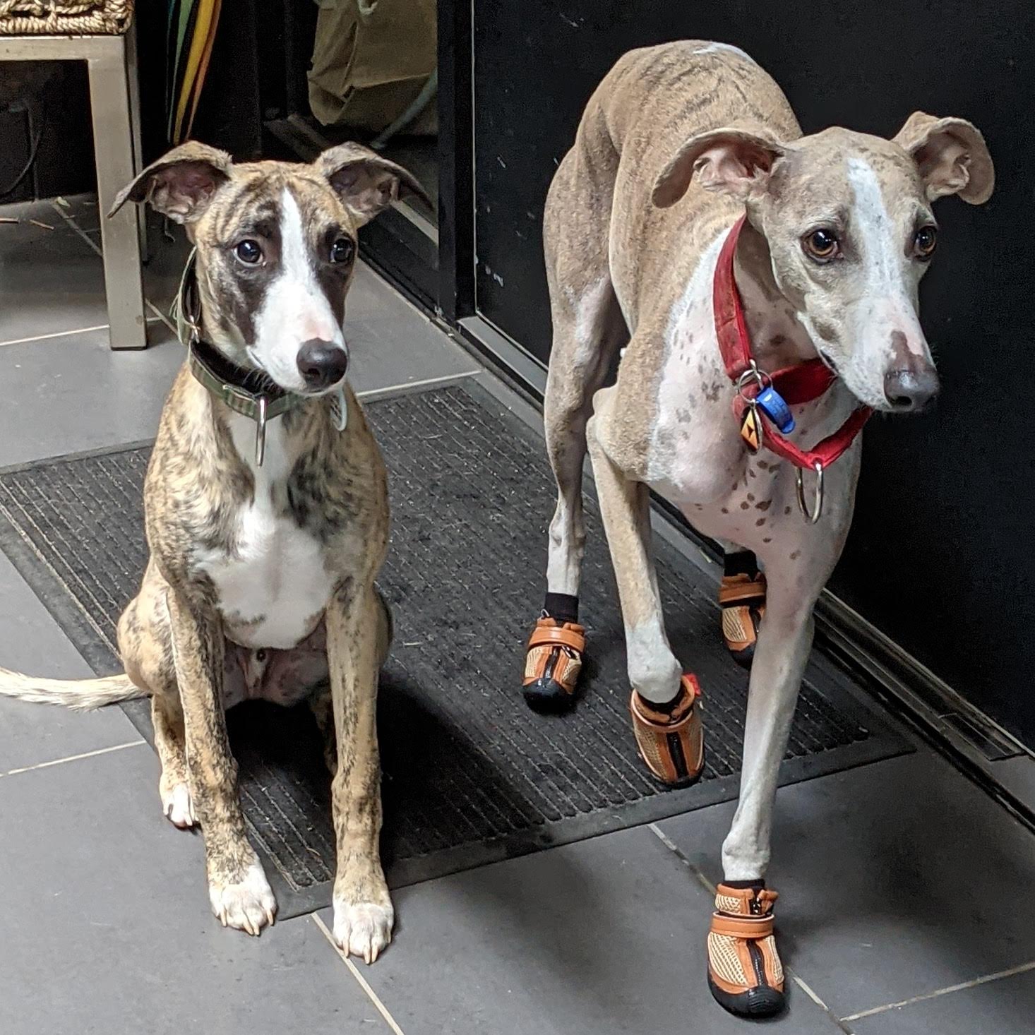 Protective boots for store greyhounds